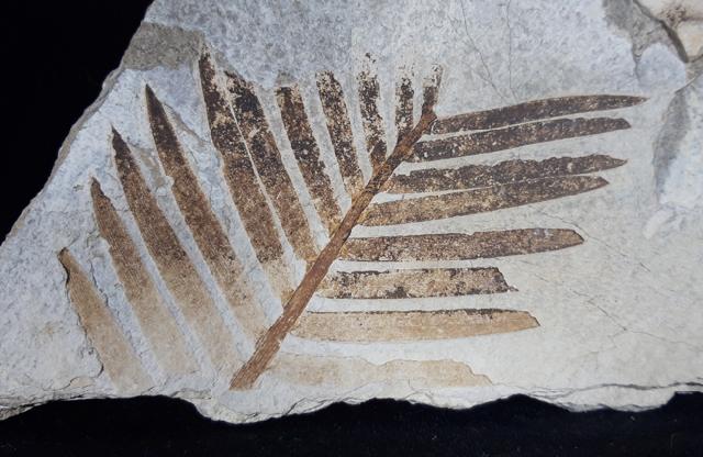 Zamites feneonis BRONGNIART - Bild &copy; FossNet FossilienStore